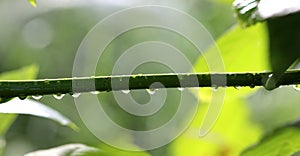 The beautiful spring tree branch with morning rain drops, macro background,shallow dof