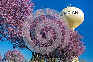 Beautiful spring trees and water tower photo