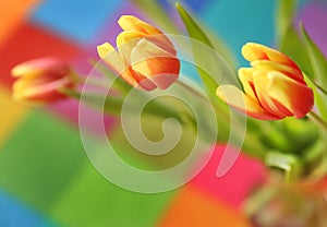 Beautiful spring tulip on a colored background
