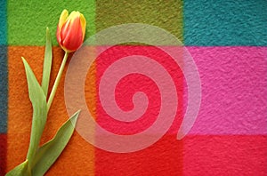 Beautiful spring tulip on a colored background