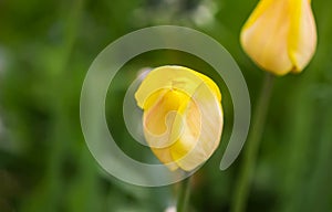 Beautiful spring tulip flowers growing in garden