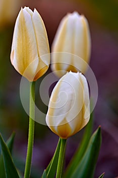 Beautiful spring tulip flowers growing outside in a garden. Group of elegant white and yellow blossom with green stem