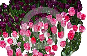 Beautiful spring tulip garden with flowers. Valentines Day, Mothers Day concept. Copy space