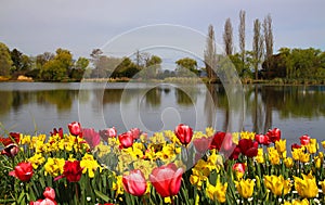 Beautiful spring tulip scene