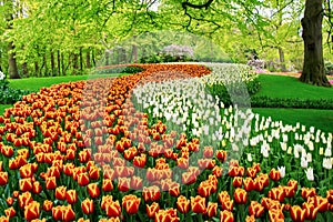 Beautiful spring tulips flowers in park, Netherlands Holland