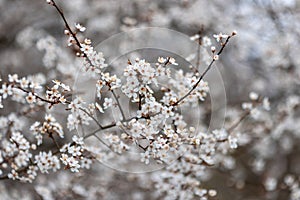 The beautiful spring view with the colorful flowers blooming in the wild field in spring