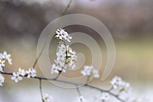 The beautiful spring view with the colorful flowers blooming in the wild field in spring