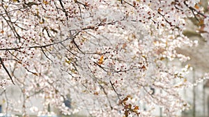 Beautiful spring white cherry blossoms on a tree branch are swaying in the wind, bees are flying around slow motion