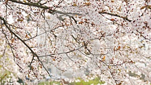 Beautiful spring white cherry blossoms on a tree branch are swaying in the wind, bees are flying around slow motion