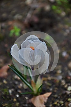 Beautiful spring white crocus in the garden, Sofia