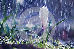 Beautiful spring white crocus in the spring rain