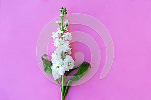 Beautiful spring white Delphinium floral pink color background with copy space. Top view. Objects on a simple background
