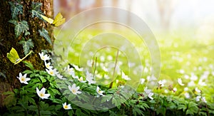 Beautiful Spring white flowers of anemones and flying butterfly in spring forest; Easter Spring forest landscape with flowering photo