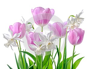 Beautiful spring white, pink daffodil and tulip flowers isolated