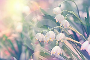 Beautiful spring wild Snowflake flowers Leucojum vernum in the forest, in sun light, macro. Soft focus nature background. Delicate