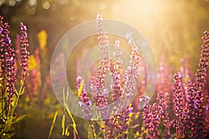 Beautiful spring wildflowers