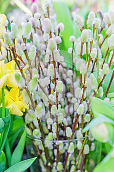 Beautiful spring willow twigs in a glass