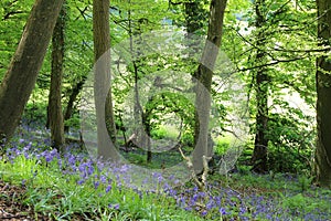 Beautiful Spring Woodland Bluebells, England, UK