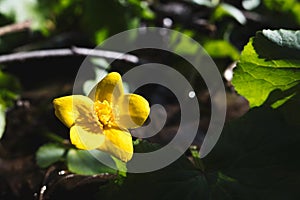 Beautiful spring yellow buttercup (marsh marigold, Caltha palustris) flower growing in forest