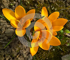 Beautiful spring yellow crocuses in the garden