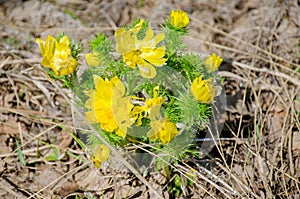 The beautiful spring yellow flower in Sibira Adonis spring