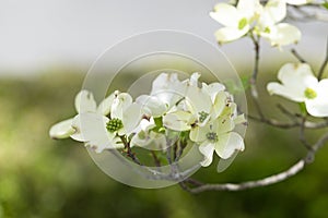 Beautiful Springtime Dogwoods With Copy Space Close-up