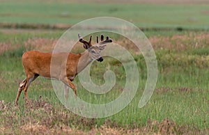 A Large Mule Deer with Velvet Antlers Roaming the Plains