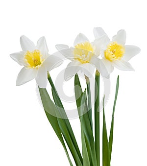 Beautiful springtime narcissus