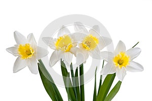 Beautiful springtime narcissus photo