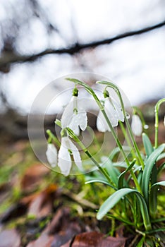 Springtime landscape snowdrops flowers ,view from the hill