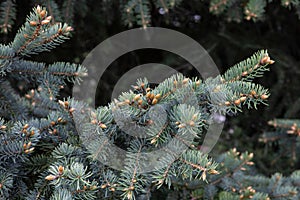 Beautiful spruce branches with evergreen needles and young shoots