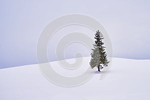 Beautiful spruce trees called `Christmas trees` in the patchwork road in winter at Biei city