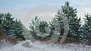 Beautiful spruces standing forest edge winter day. Fir trees growing on meadow.