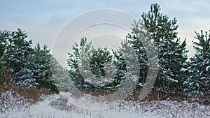 Beautiful spruces standing forest edge winter day. Fir trees growing on meadow.