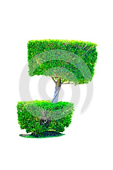 Beautiful square shape of green Hedge cut tree isolated on white background.