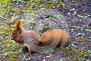 Beautiful squirrel with a bushy tail sits in the park and eats a nut