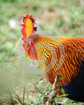 Beautiful Sri Lankan jungle fowl close-up portrait photograph. Found at Yala national park. the endemic and national bird of Sri