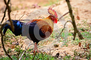 Beautiful Sri Lankan jungle fowl foraging the Forests of Yala national park, endemic and national bird of Sri Lanka