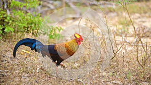 Beautiful Sri Lankan jungle fowl foraging the Forests of Yala national park, endemic and national bird of Sri Lanka