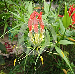 Beautiful srilankan flower