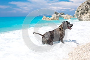 Beautiful stafford dog playing in the ocean