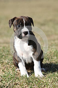 Beautiful Stafford puppy sitting in the grass