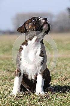 Beautiful Stafford puppy sitting in the grass