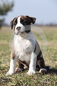 Beautiful Stafford puppy sitting in the grass