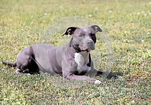 Beautiful staffordshire bull terrier portrait on a green lawn close-up. Blue stuffy with tongue out. Blue american staffordshire