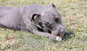 Beautiful staffordshire bull terrier portrait on a green lawn close-up. Blue stuffy with tongue out. Blue american staffordshire