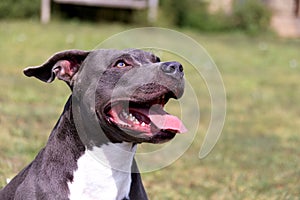 Beautiful staffordshire bull terrier portrait on a green lawn close-up. Blue stuffy with tongue out. Blue american staffordshire