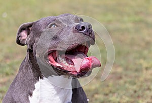Beautiful staffordshire bull terrier portrait on a green lawn close-up. Blue stuffy with tongue out. Blue american staffordshire