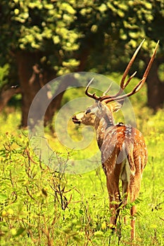 beautiful stag, male chital or spotted deer (axis axis) grazing in a grassland in bandipur national park