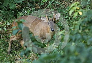 A beautiful stag Muntjac Deer, Muntiacus reevesi, standing in the vegetation at the edge of woodland.